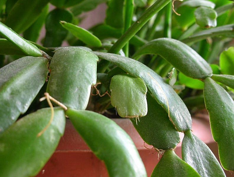 Schlumbergera truncata (pianta coltivata)